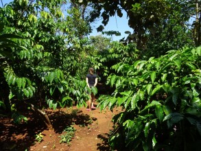 30th October - Mr Vieng's coffee plantation [Laos]