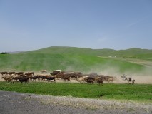 15 & 16 May - Arslanbob [Kyrgyzstan]